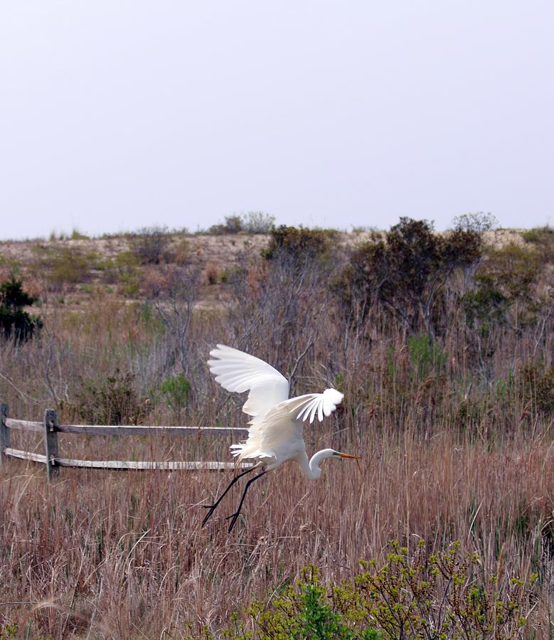 Wildlife Photograph - Flying Egret by Terrie Stickle