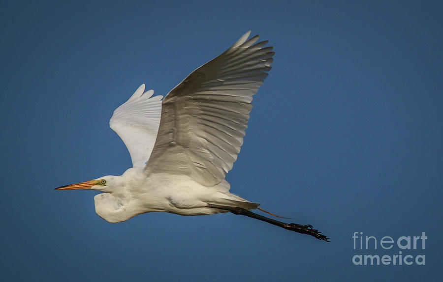 Flying Egret Photograph by Tom Claud