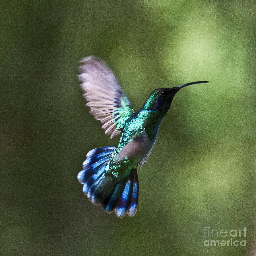 Flying Emerald Photograph by Heiko Koehrer-Wagner