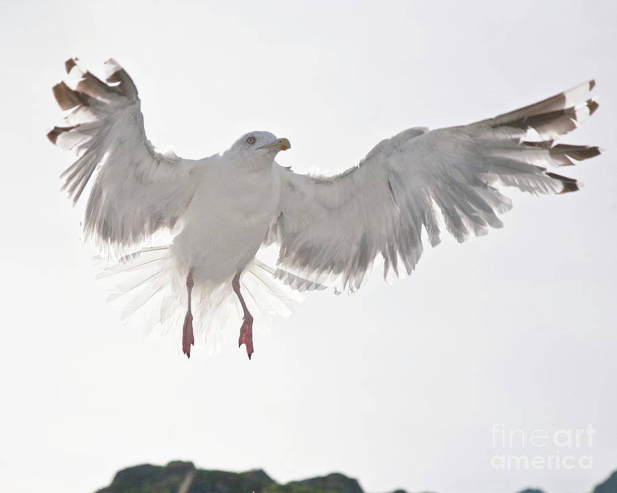 Flying European Herring Gull Photograph by Heiko Koehrer-Wagner