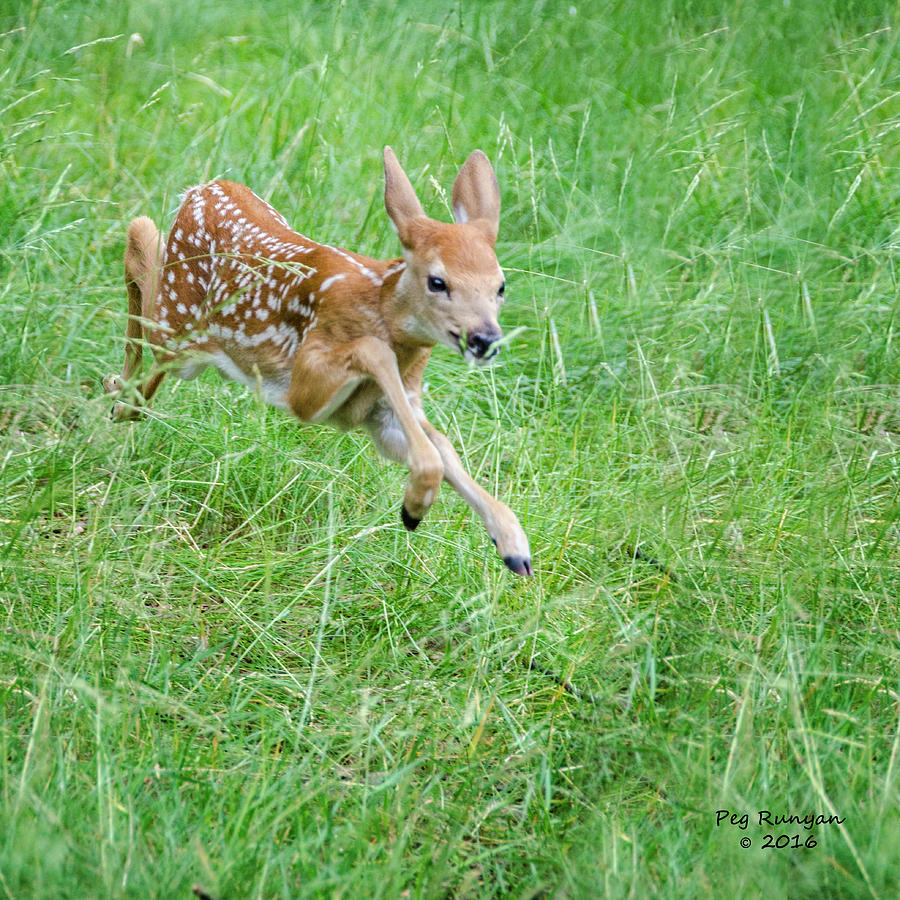 Flying Fawn Photograph by Peg Runyan