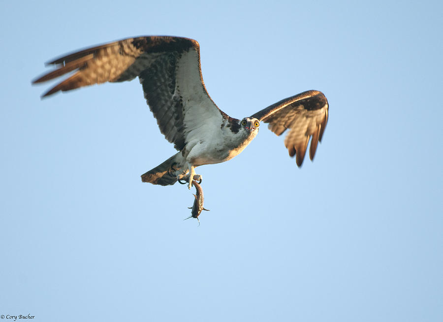 Osprey Photograph - Flying Fish by Cory Bucher