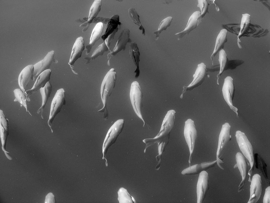 Flying Fish Photograph by Edward Smith