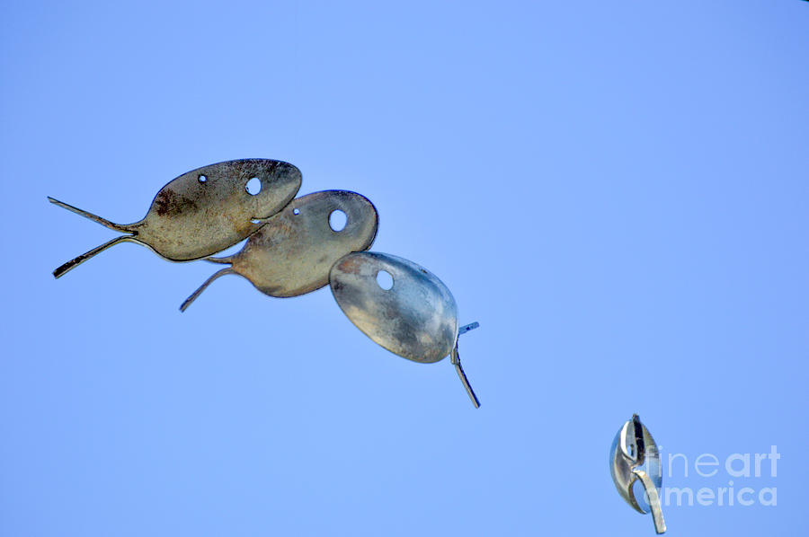 Flying Fish Photograph by Lynellen Nielsen