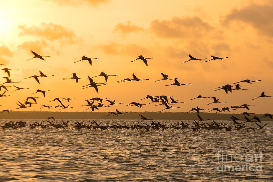 Flying flamingoes at sunset Photograph by Patricia Hofmeester
