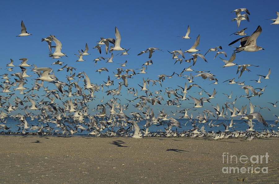 Flying Flock of Birds Photograph by DejaVu Designs