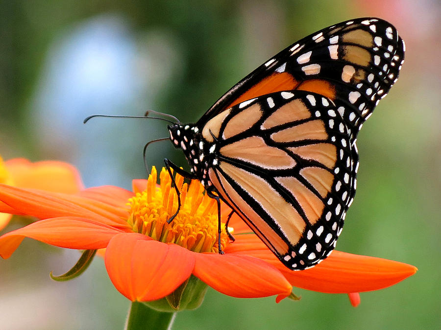 Flying Flower Photograph by Suzy Freeborg - Fine Art America