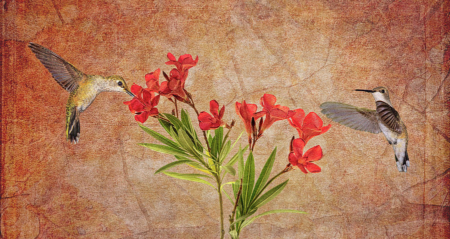 Flying For Oleanders Photograph by Leda Robertson