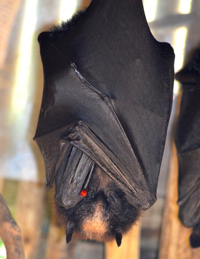 Flying Fox Bat Photograph by Richard Bryce and Family