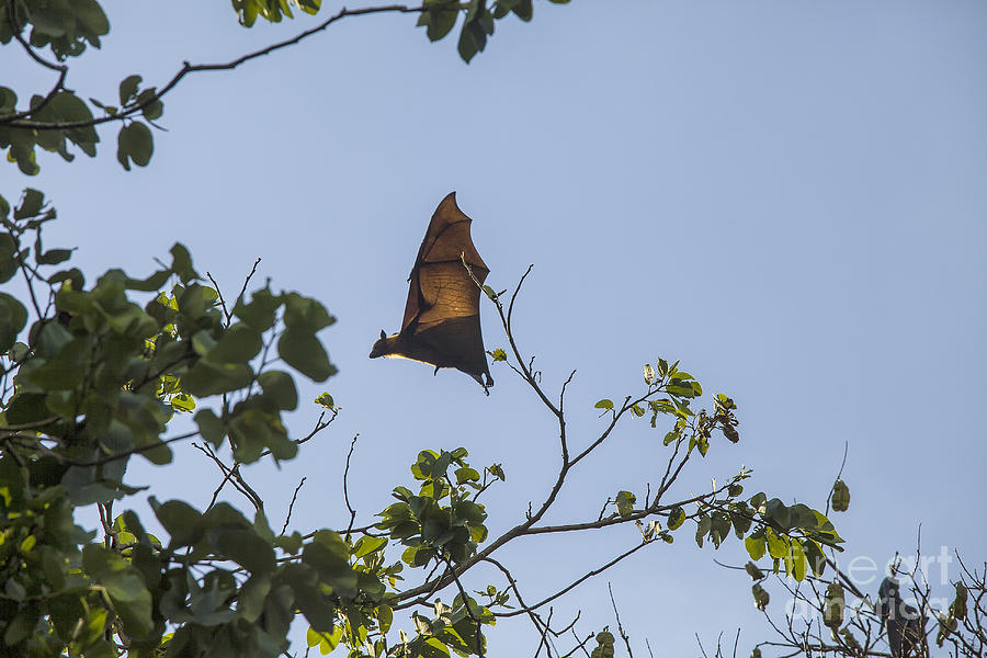 Nature Photograph - Flying fox in Sri Lanka by Patricia Hofmeester