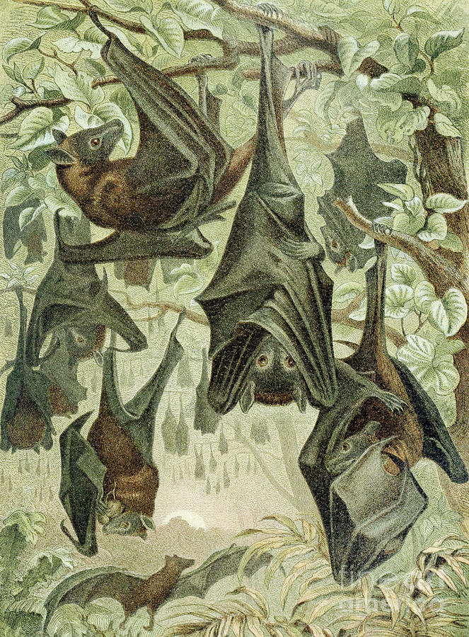 Flying Foxes Drawing by German School