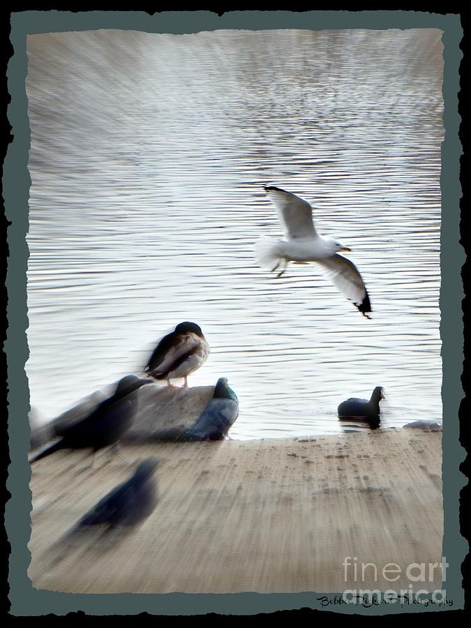 Seagull Photograph - Flying Free  by Bobbee Rickard
