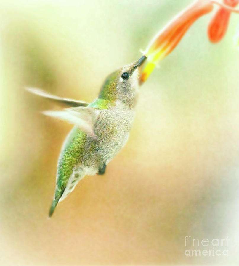 Flying free hummingbird Photograph by Ruth Jolly