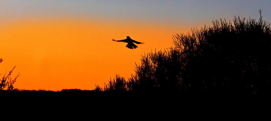 Sunset Photograph - Flying Free In Northen Beaches by Miroslava Jurcik