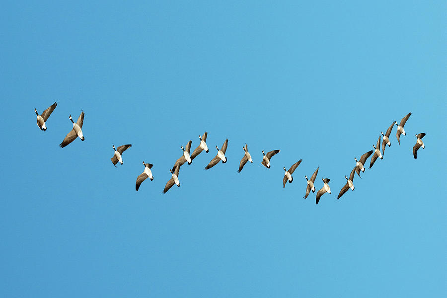 Flying Geese Photograph by Catherine Lau