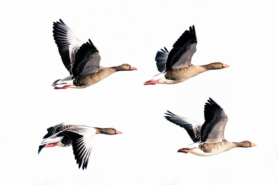 Flying Geese Photograph by Mike Santis