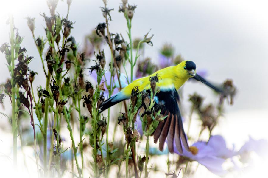 Flying Goldfinch Photograph