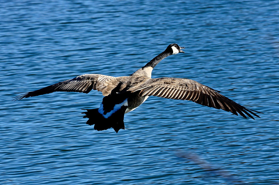 Flying Goose Photograph by Brian Wartchow - Fine Art America