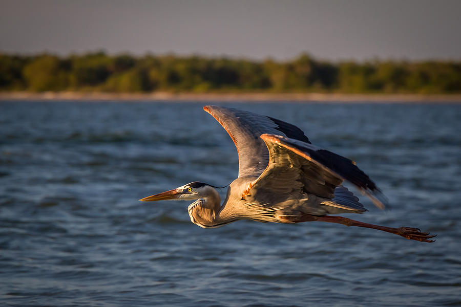 Flying Great Blue Heron Photograph by Ron Pate