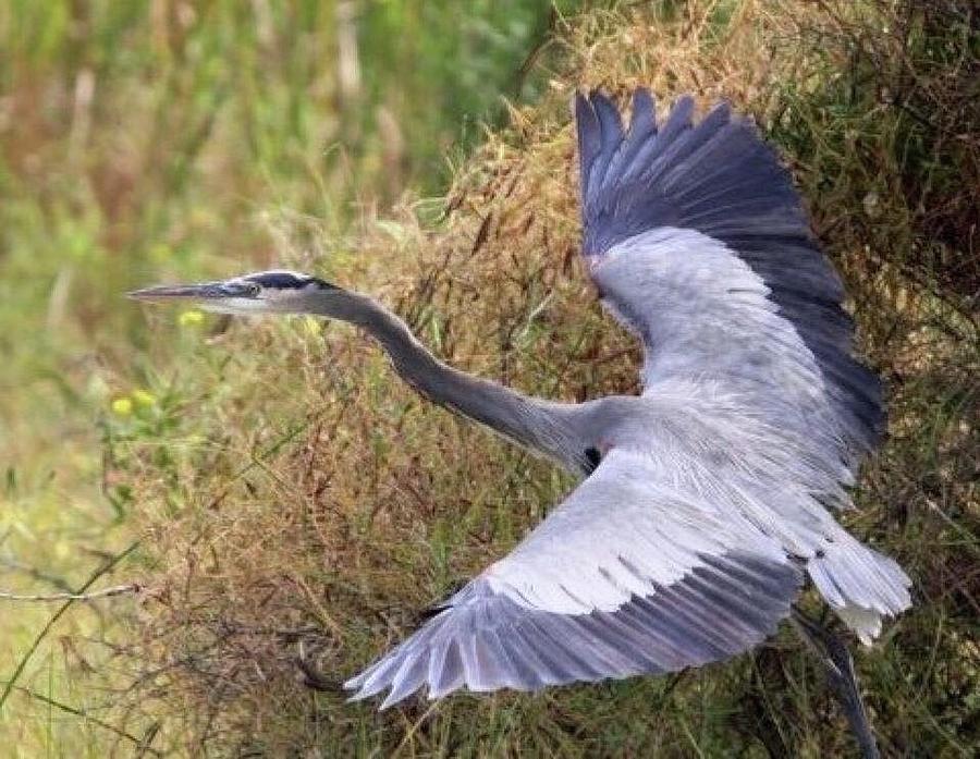 Flying Great Blue Heron Photograph by Travis Truelove