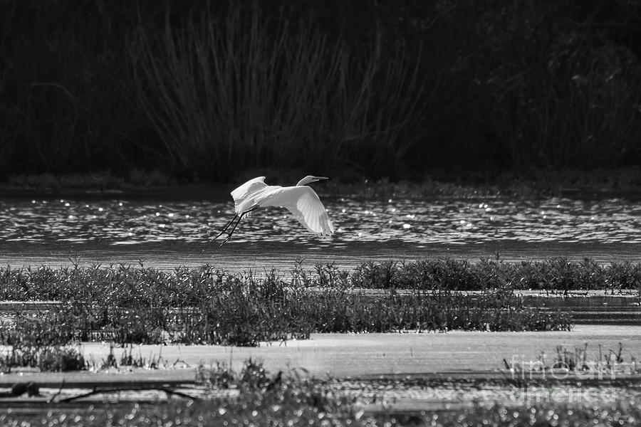Flying Great Egret Grayscale Photograph by Jennifer White