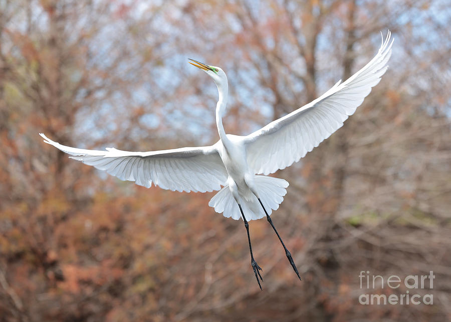 Flying Great Egret in Brown Photograph by Carol Groenen