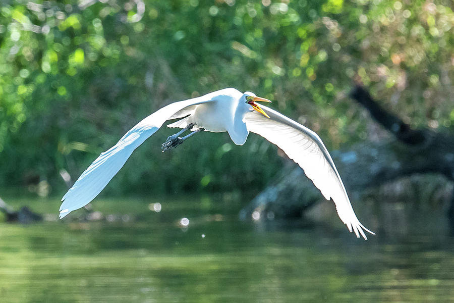 Flying Great Egret Photograph by Paul Freidlund