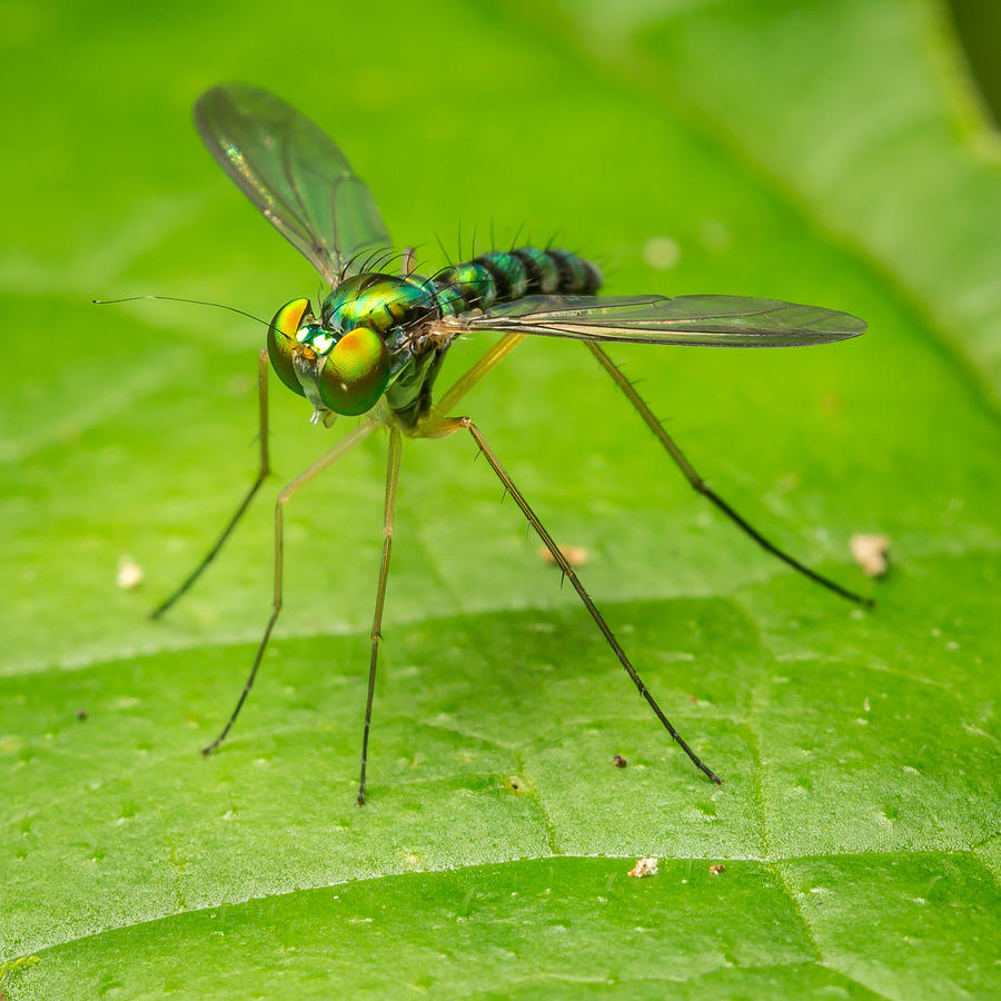 Flying Green Thing Photograph by Ron Bennett - Fine Art America