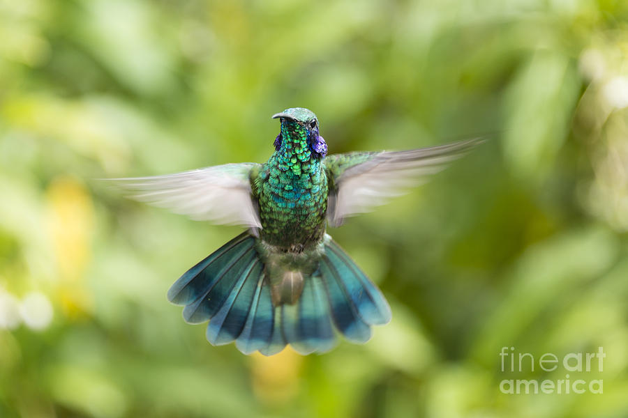 Flying Green violetear hummingbird Photograph by Oscar Gutierrez