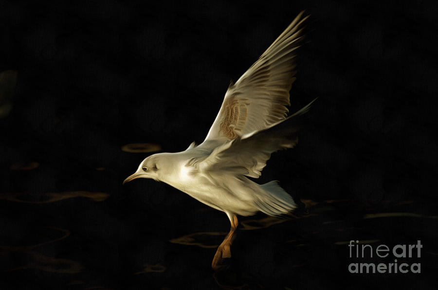 Flying Gull Above Water Digital Art by Michal Boubin