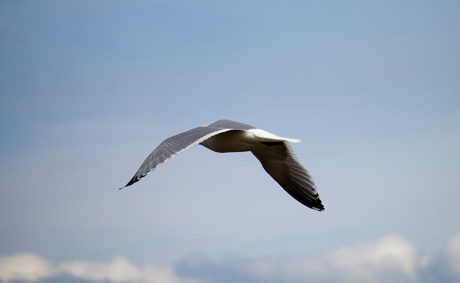 Seagull Photograph - Flying Gull by Donna L Munro