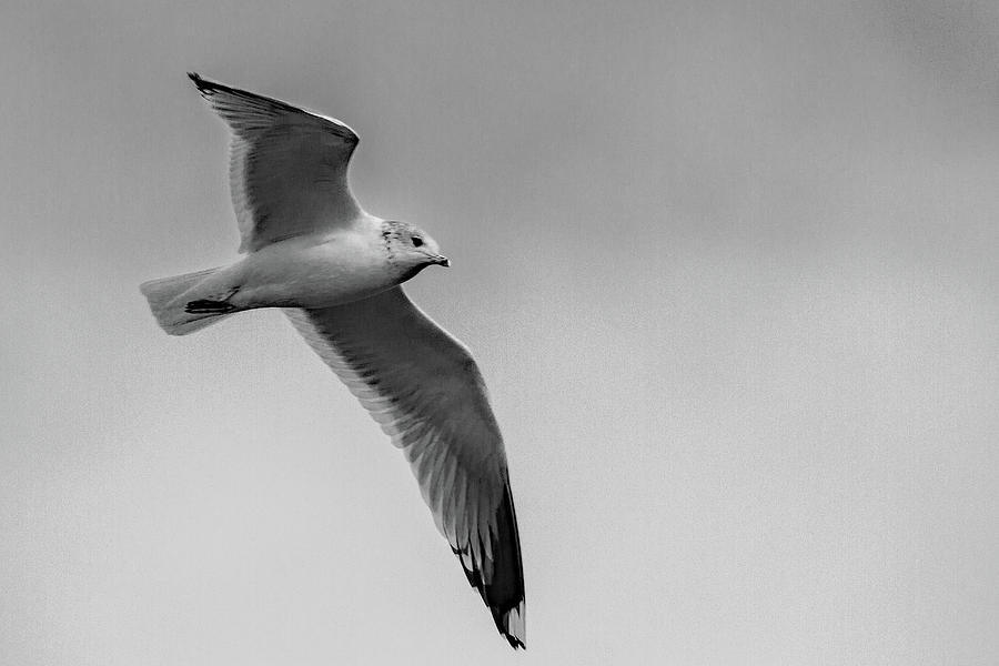 Flying gull Photograph by Ed James