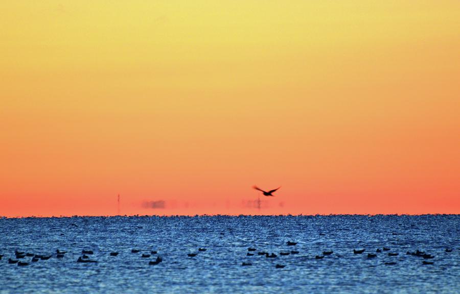 Flying Gull In An Orange Sky  Digital Art by Lyle Crump