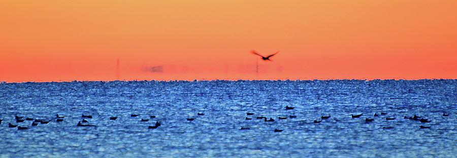 Flying Gull In An Orange Sky Two  Digital Art by Lyle Crump