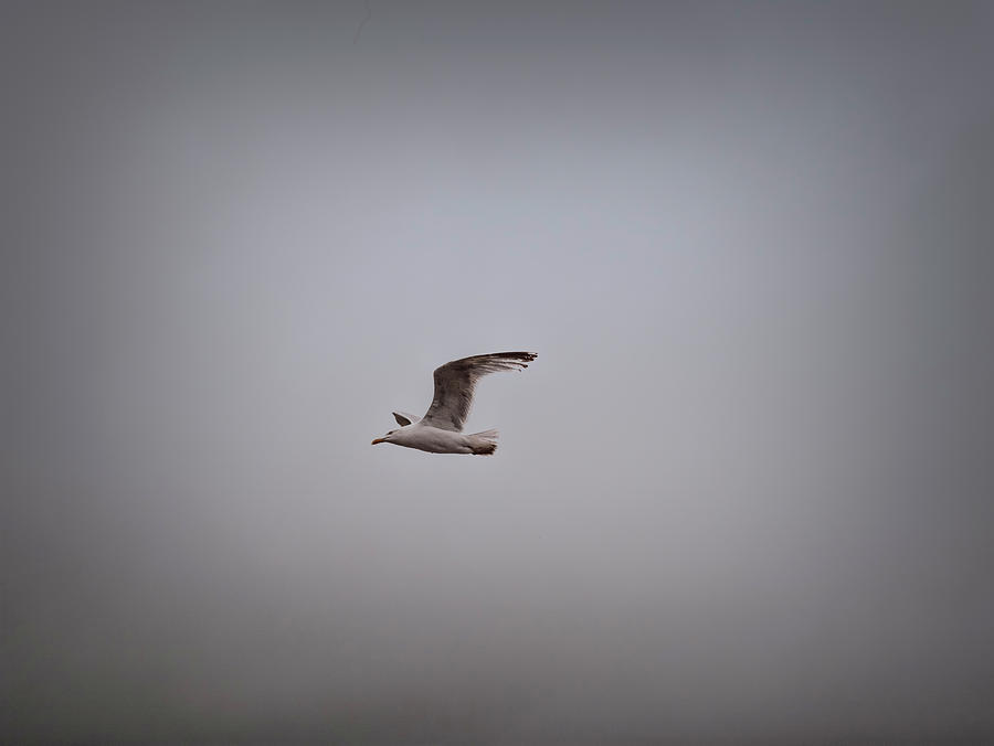 Flying gull Ireland.  Photograph by Leif Sohlman