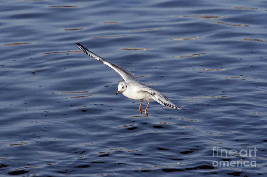 Lapwing Photograph - Flying Gull by Michal Boubin