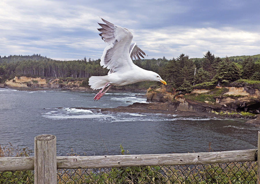Flying Gull, Oregon Coast Photograph by Buddy Mays