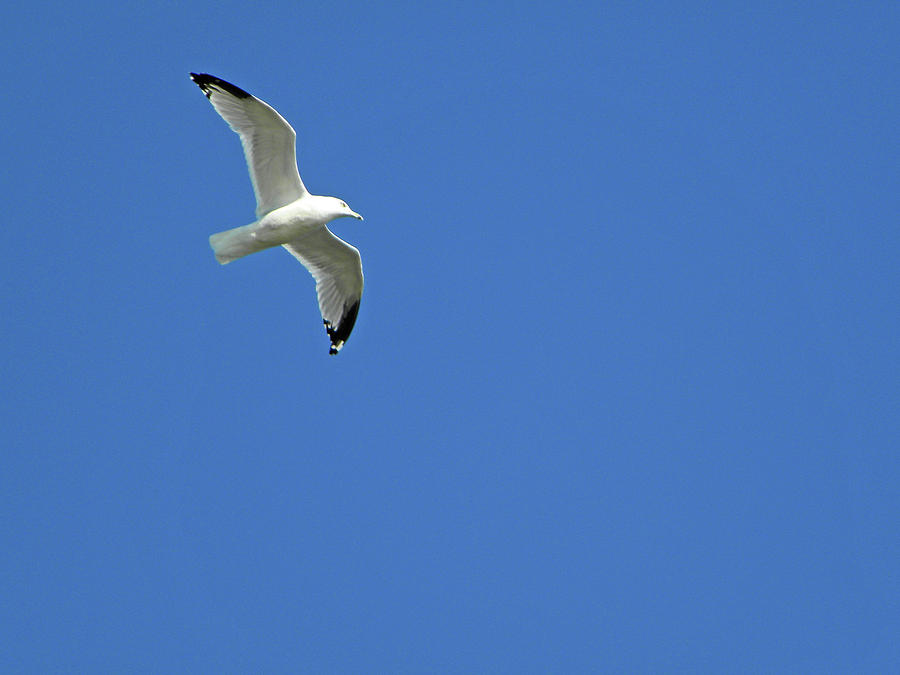 Flying Gull Photograph