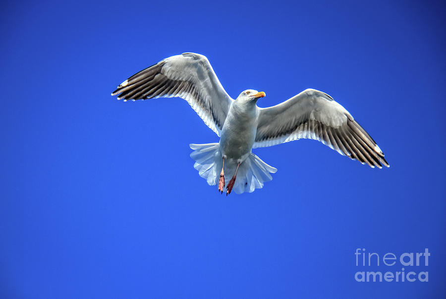 Flying Gull Photograph by Robert Bales