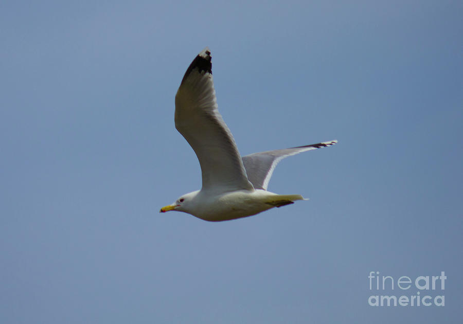 Flying Gull Wings Up Photograph by Donna L Munro