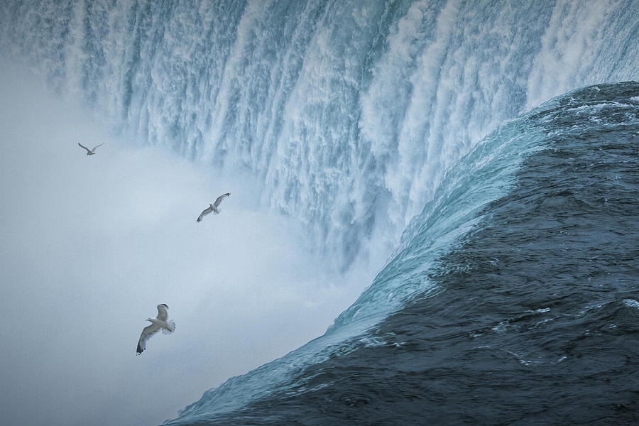 Flying Gulls at Niagara Horseshoe Falls Photograph by Randall Nyhof