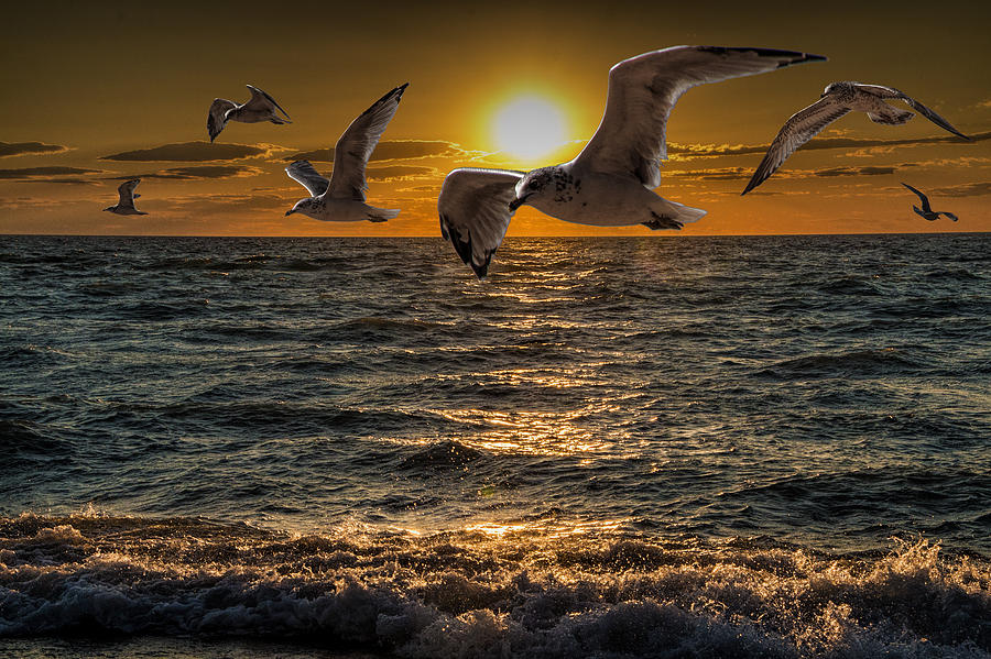 Flying Gulls at Sunset Photograph by Randall Nyhof