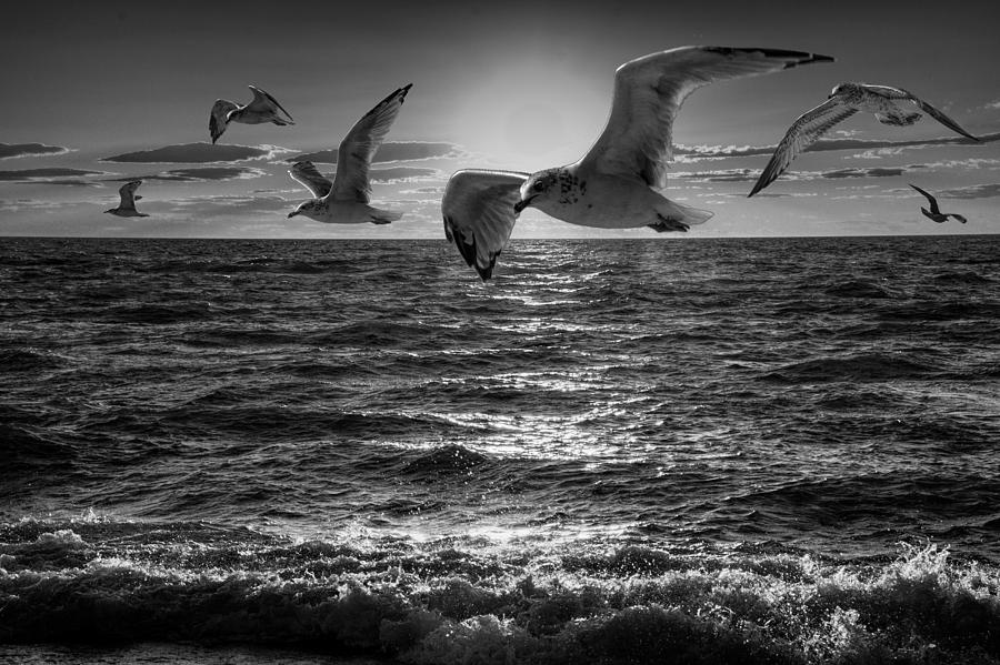 Flying Gulls in Black and White at Sunset over Lake Michigan Photograph ...