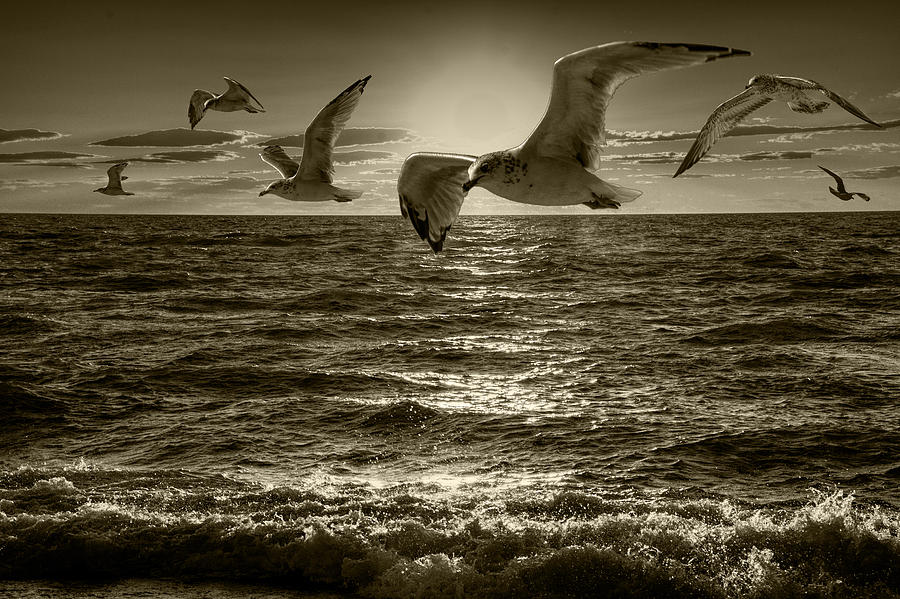 Flying Gulls in Sepia Tone at Sunset Photograph by Randall Nyhof