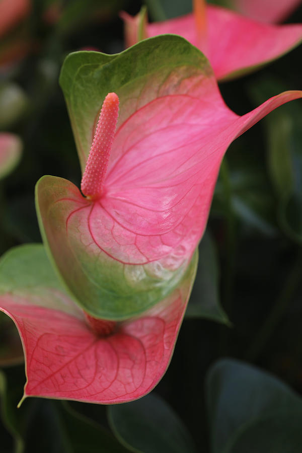 Flying Hearts Anthurium Photograph by Tammy Pool