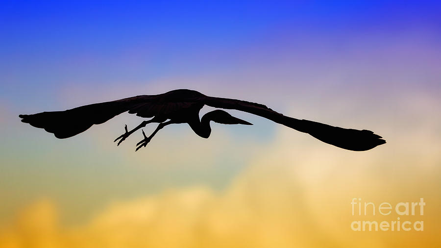 Flying Heron in silhouette Photograph by Nick  Biemans