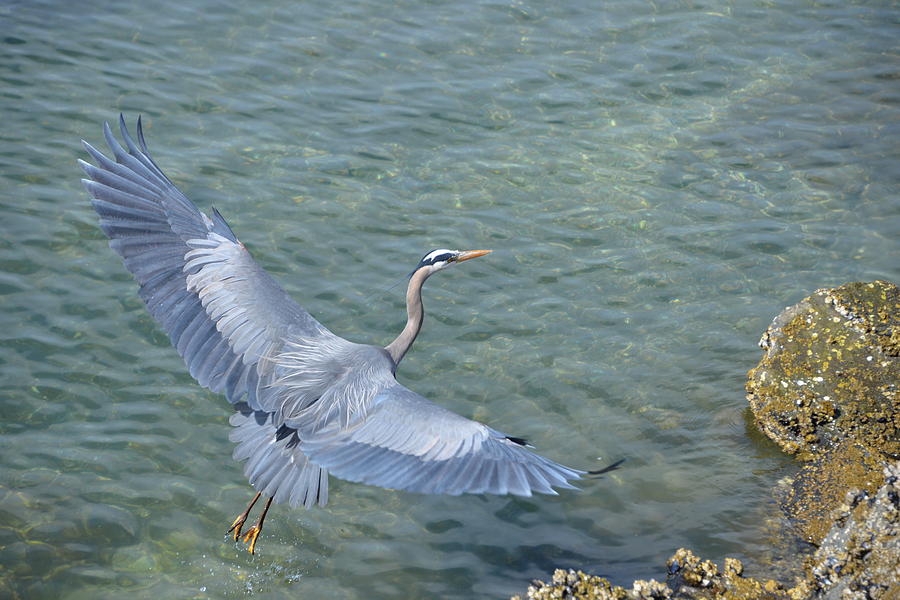 Flying Heron Photograph by Jerry Cahill