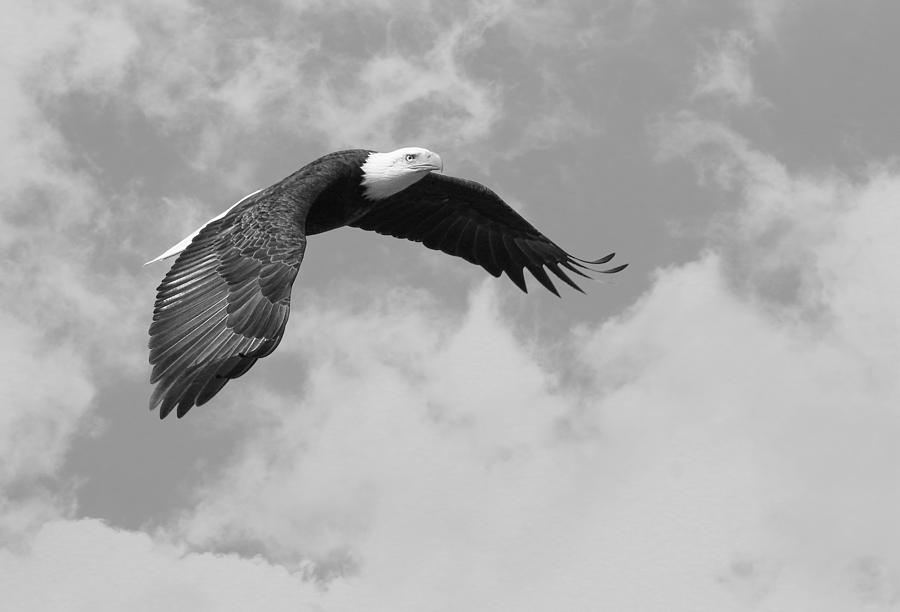 Flying High Black and White Photograph by Steve McKinzie