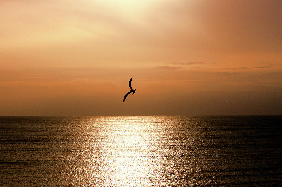 Seagull Photograph - Flying High by Cathy Harper