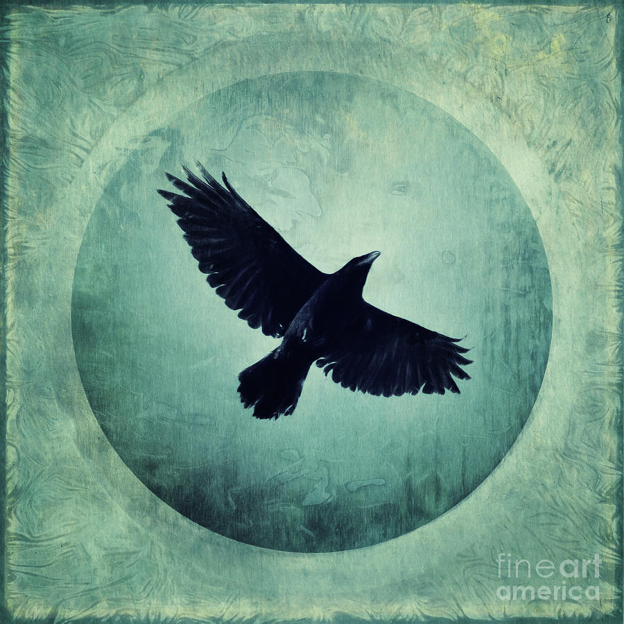 Raven Photograph - Flying high by Priska Wettstein